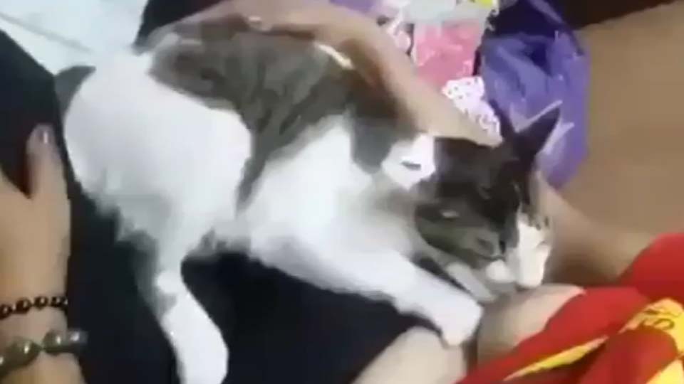 妹子心真大奶水多到喂猫猫 好有爱心